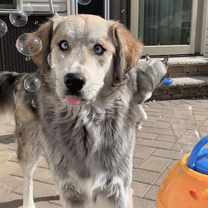 22 misturas de cachorros que deram certo 12