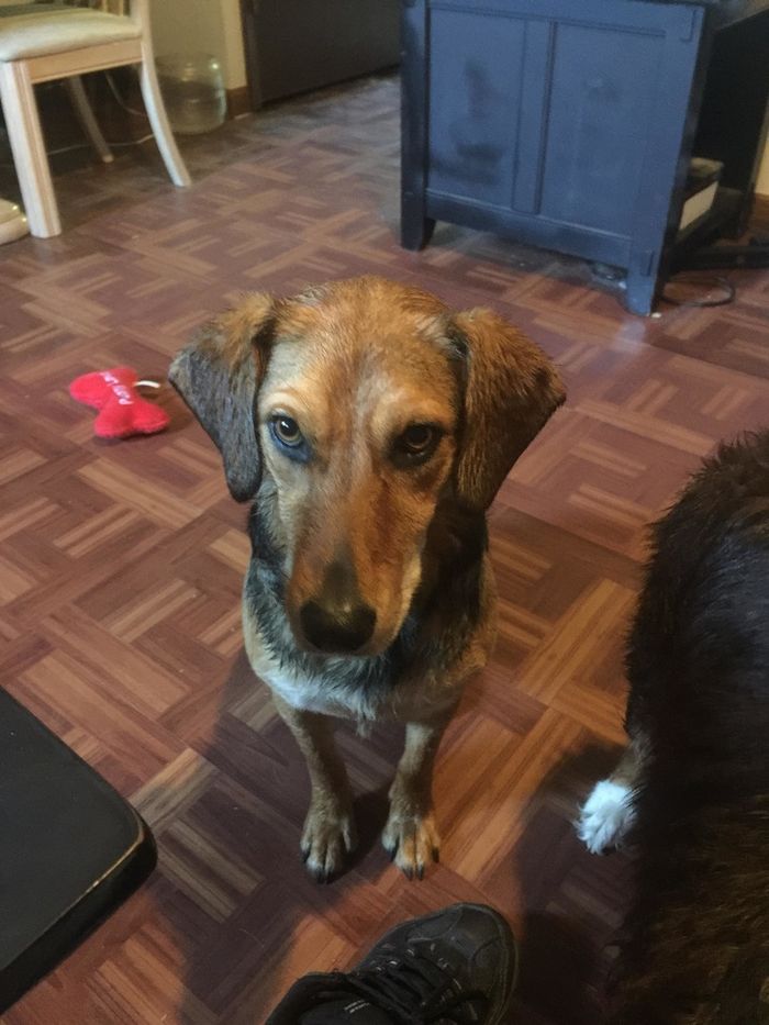 22 misturas de cachorros que deram certo 13