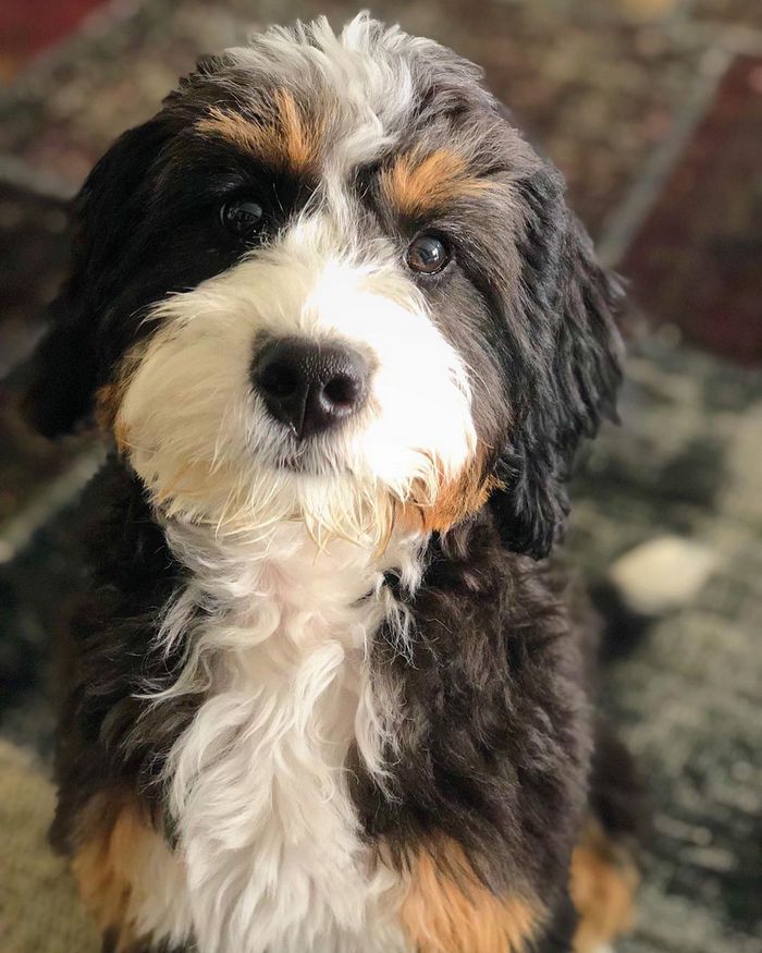 22 misturas de cachorros que deram certo 14