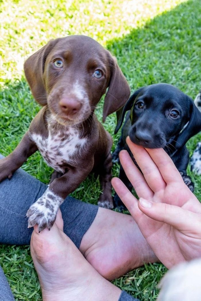 22 misturas de cachorros que deram certo 15
