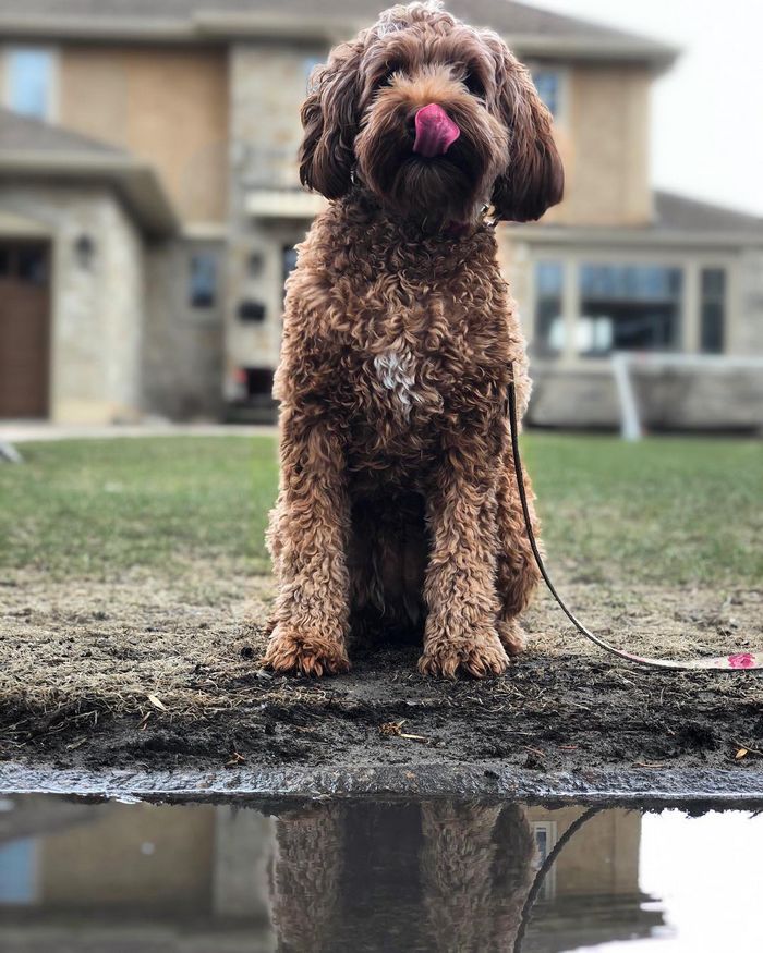 22 misturas de cachorros que deram certo 16