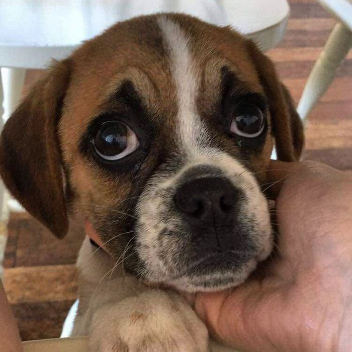 22 misturas de cachorros que deram certo 18