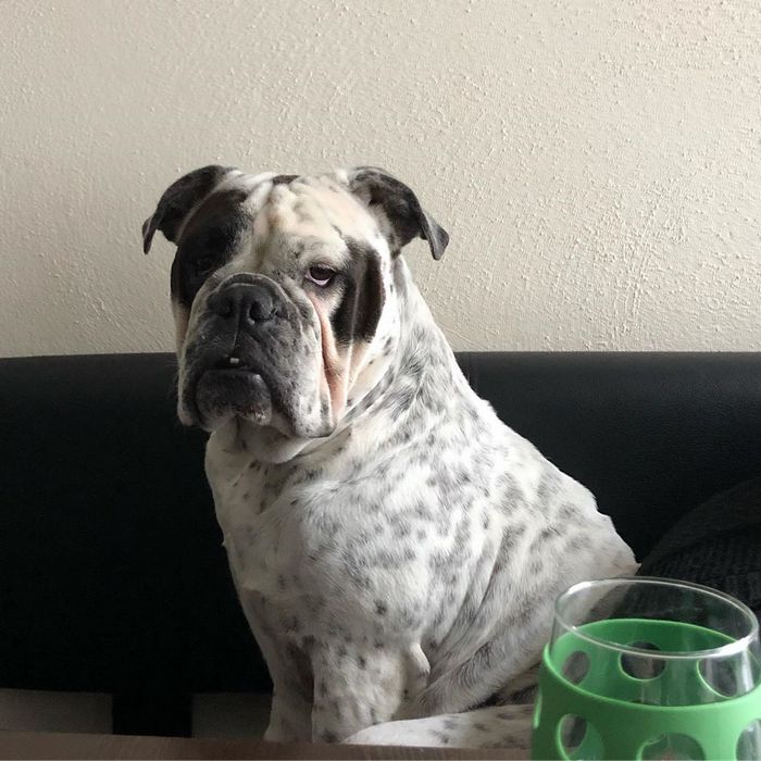 22 misturas de cachorros que deram certo 19