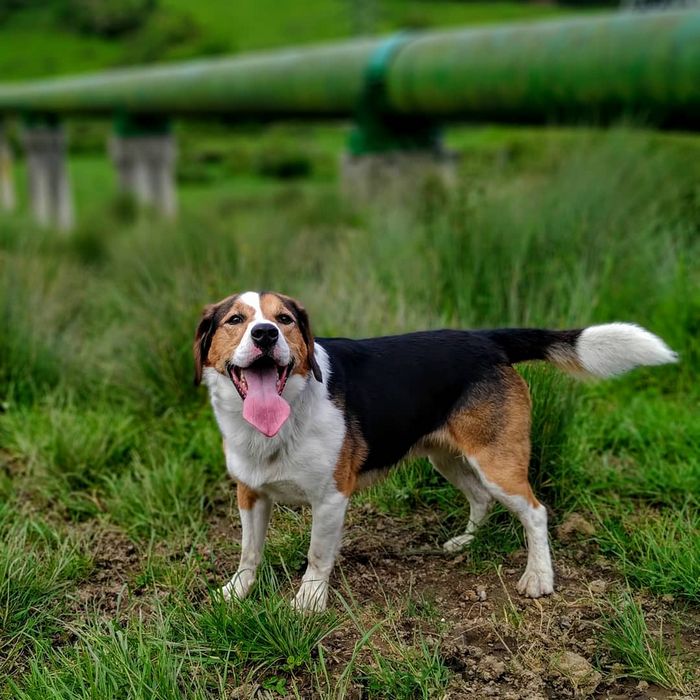 22 misturas de cachorros que deram certo 20