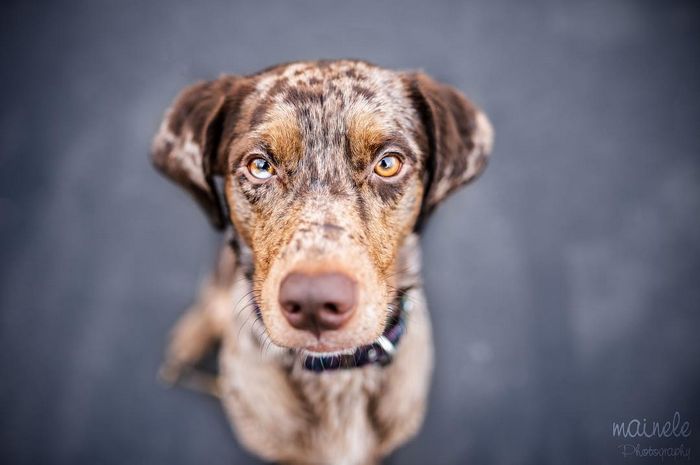 22 misturas de cachorros que deram certo 21
