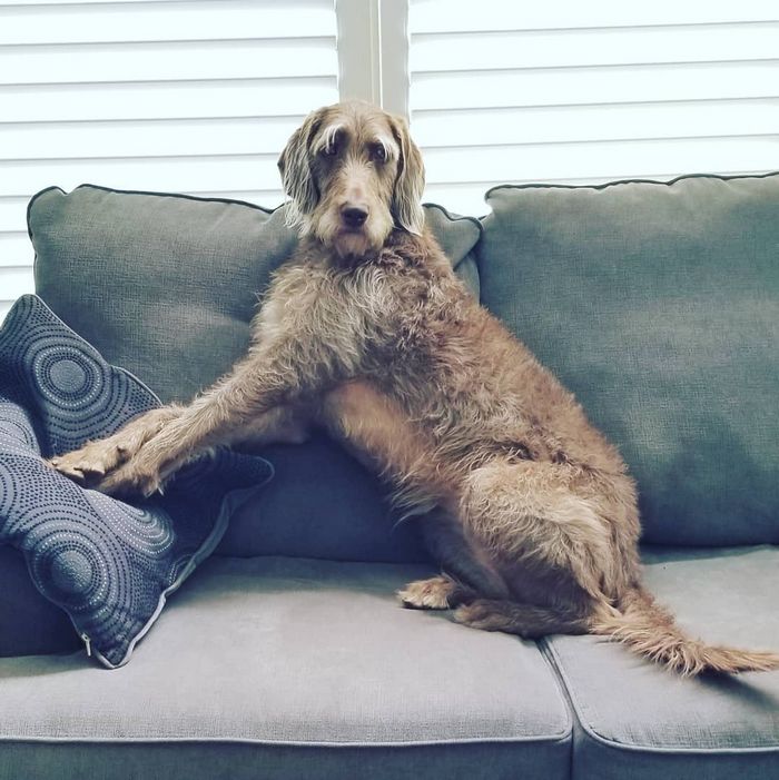 22 misturas de cachorros que deram certo 22