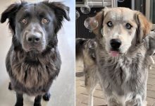 22 misturas de cachorros que deram certo 23