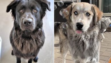 22 misturas de cachorros que deram certo 9