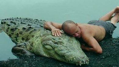 Esses animais reencontraram seus donos anos depois veja a reação 1