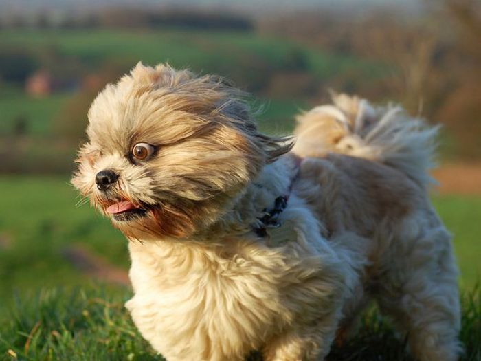 18 cachorros vs vento 16