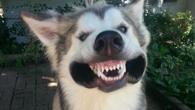 18 cachorros vs vento 46