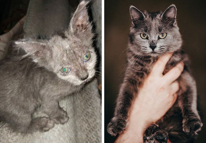 23 fotos que mostram o quão rápido nossos animais de estimação crescem 1