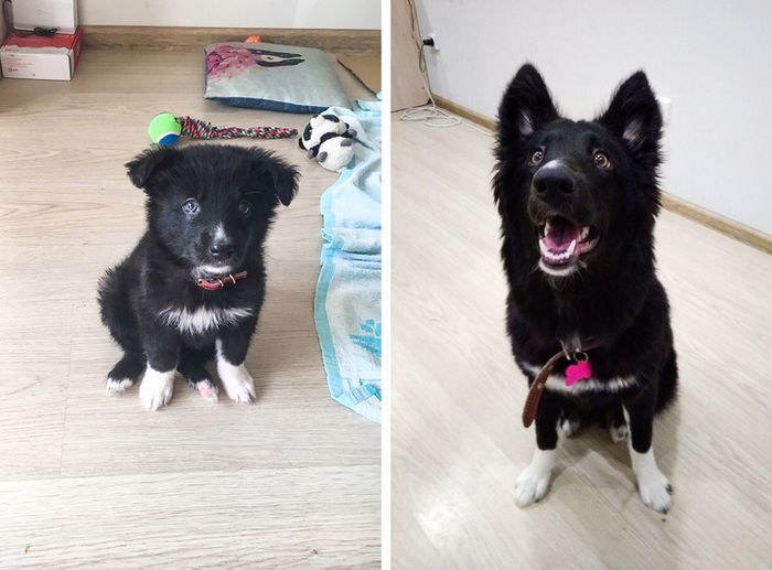 23 fotos que mostram o quão rápido nossos animais de estimação crescem 2