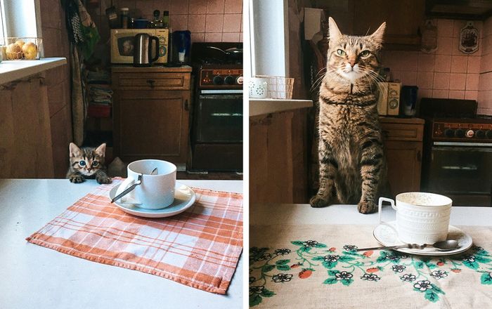 23 fotos que mostram o quão rápido nossos animais de estimação crescem 3