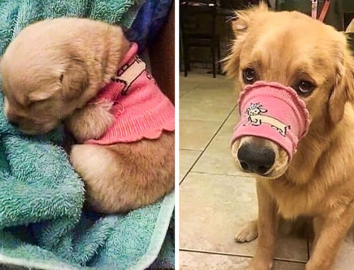 23 fotos que mostram o quão rápido nossos animais de estimação crescem 4