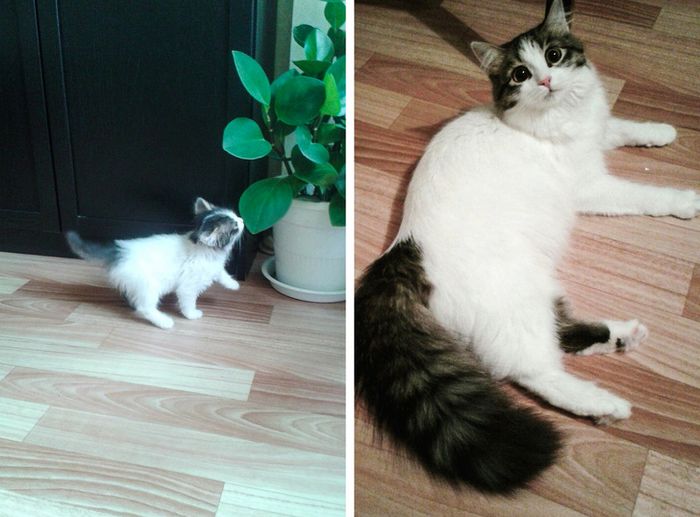 23 fotos que mostram o quão rápido nossos animais de estimação crescem 5