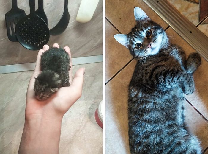 23 fotos que mostram o quão rápido nossos animais de estimação crescem 7