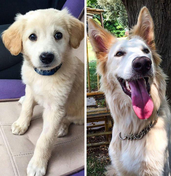 23 fotos que mostram o quão rápido nossos animais de estimação crescem 8