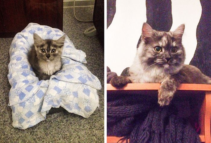 23 fotos que mostram o quão rápido nossos animais de estimação crescem 9