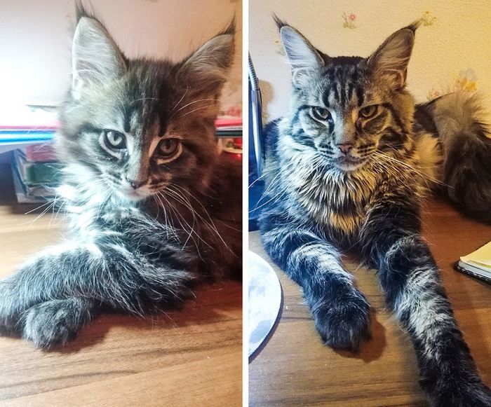 23 fotos que mostram o quão rápido nossos animais de estimação crescem 11