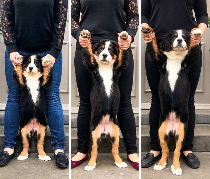 23 fotos que mostram o quão rápido nossos animais de estimação crescem 12