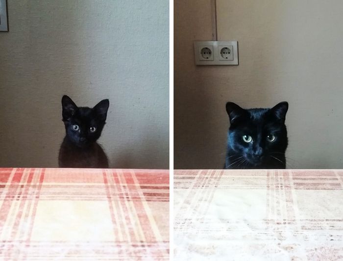 23 fotos que mostram o quão rápido nossos animais de estimação crescem 13