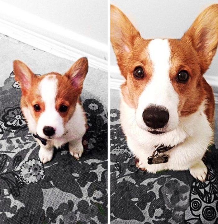 23 fotos que mostram o quão rápido nossos animais de estimação crescem 14