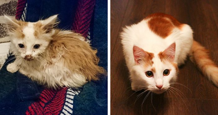 23 fotos que mostram o quão rápido nossos animais de estimação crescem 15