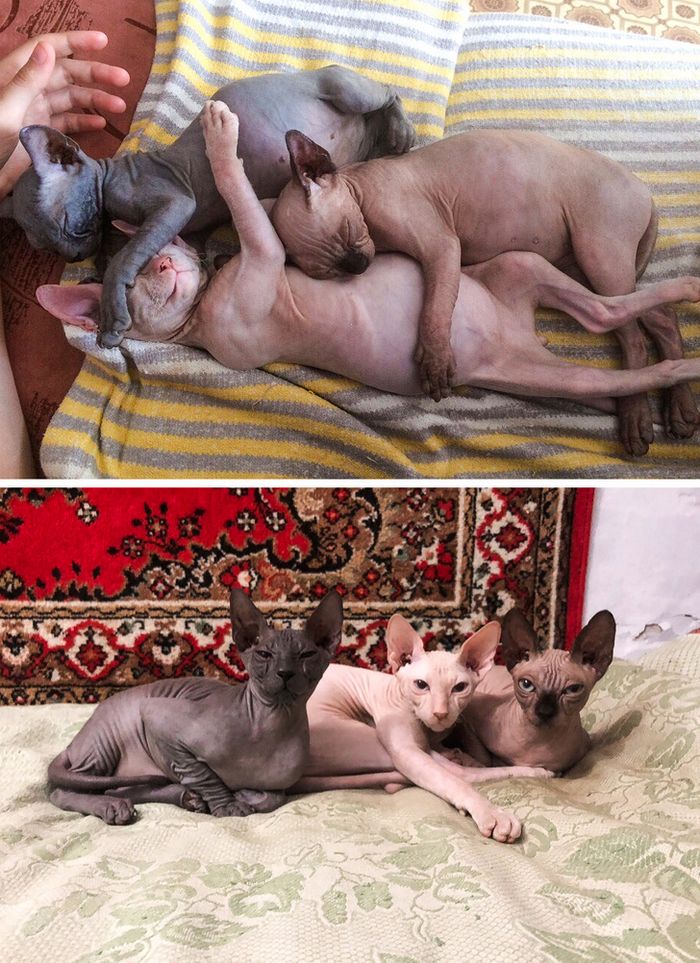 23 fotos que mostram o quão rápido nossos animais de estimação crescem 17