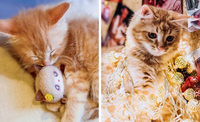 23 fotos que mostram o quão rápido nossos animais de estimação crescem 19