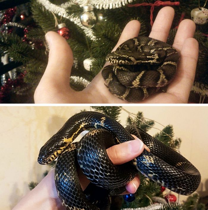 23 fotos que mostram o quão rápido nossos animais de estimação crescem 21