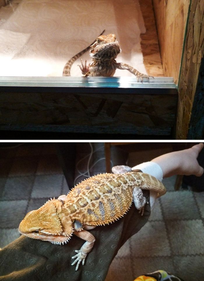 23 fotos que mostram o quão rápido nossos animais de estimação crescem 22