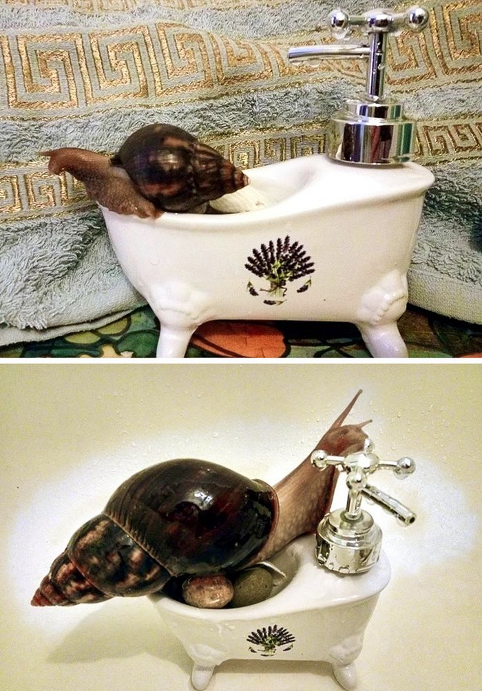 23 fotos que mostram o quão rápido nossos animais de estimação crescem 23