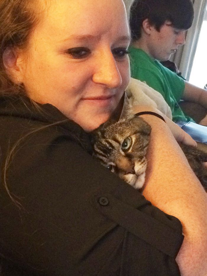 22 gatos odeiam abraços 13