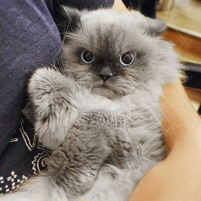 22 gatos odeiam abraços 15