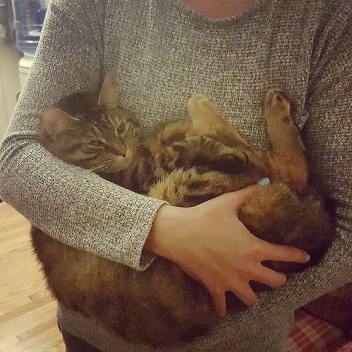 22 gatos odeiam abraços 21