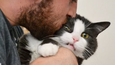 22 gatos odeiam abraços 41