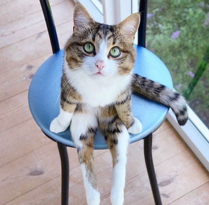 19 gatos sentados desajeitadamente 1