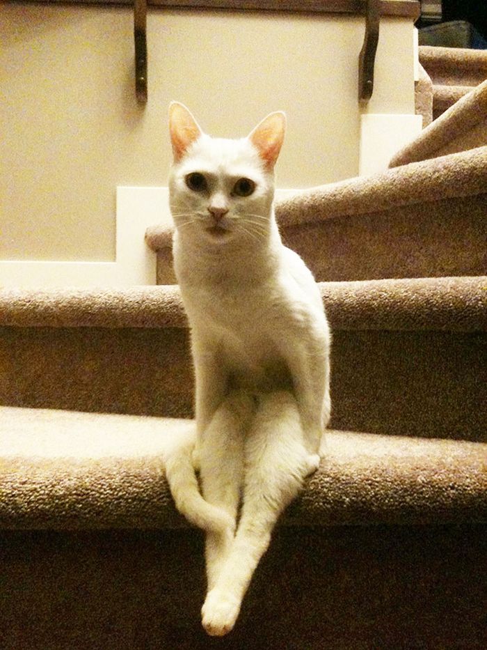 19 gatos sentados desajeitadamente - Tediado
