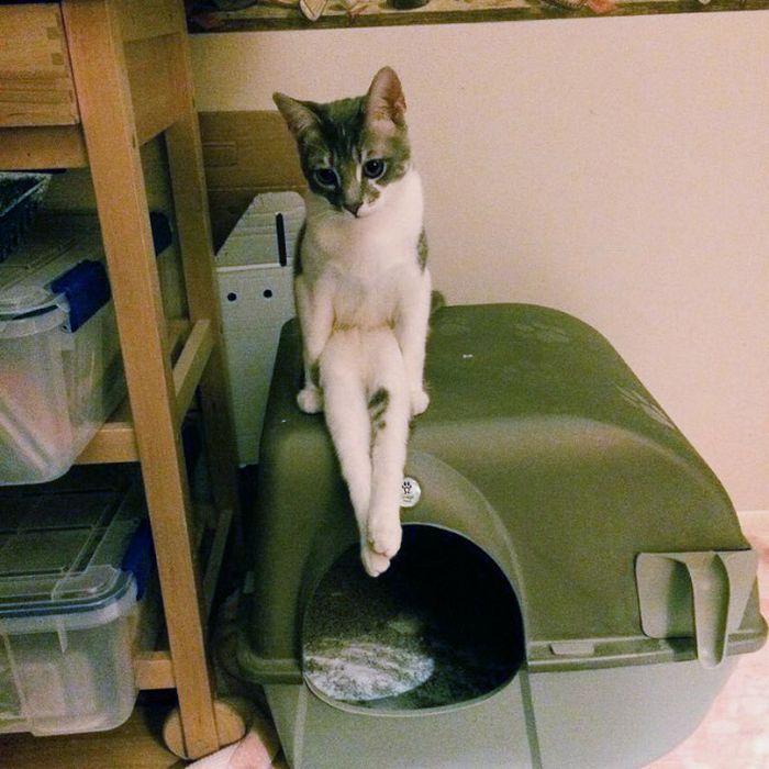 19 gatos sentados desajeitadamente 16