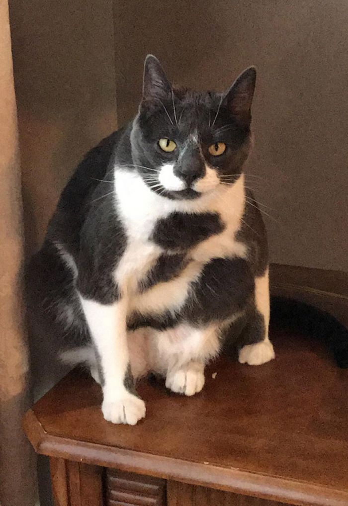 19 gatos sentados desajeitadamente 19