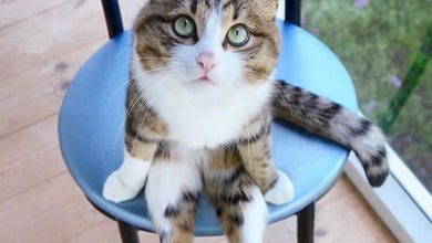 19 gatos sentados desajeitadamente 32