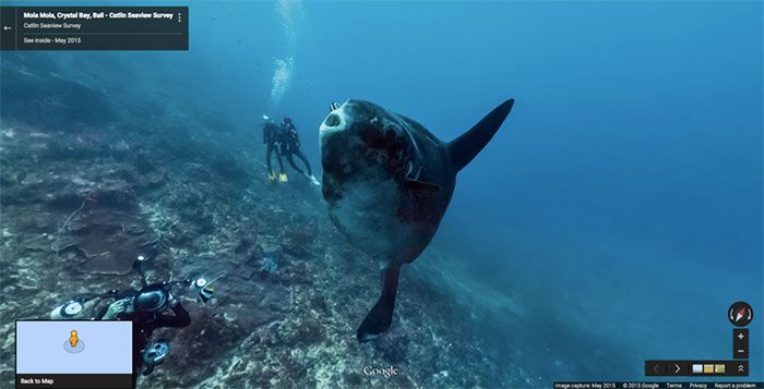 37 melhores fotos de animais tiradas acidentalmente pelo Google Street View 4