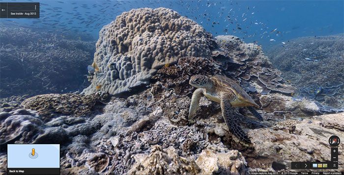 37 melhores fotos de animais tiradas acidentalmente pelo Google Street View 6