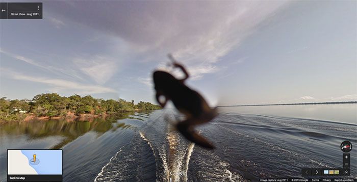 37 melhores fotos de animais tiradas acidentalmente pelo Google Street View 7