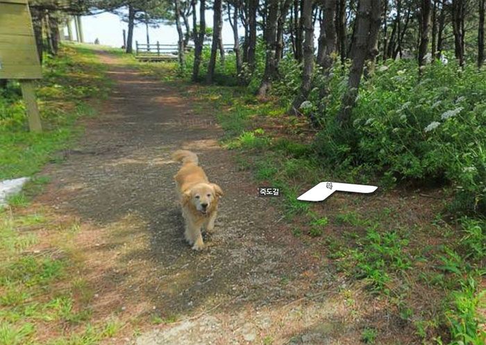 37 melhores fotos de animais tiradas acidentalmente pelo Google Street View 10