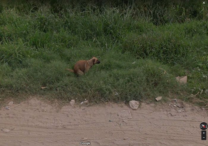 37 melhores fotos de animais tiradas acidentalmente pelo Google Street View 14