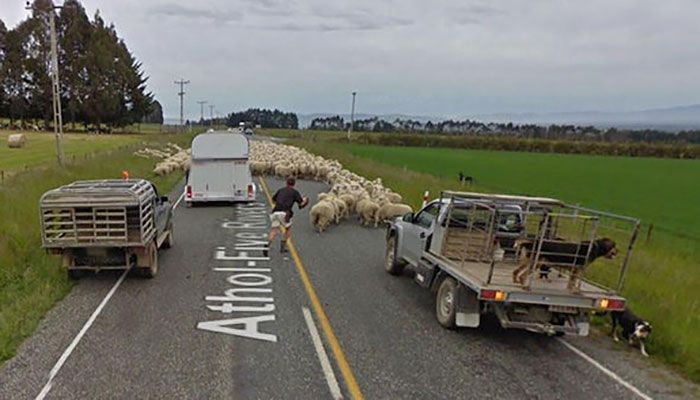 37 melhores fotos de animais tiradas acidentalmente pelo Google Street View 15