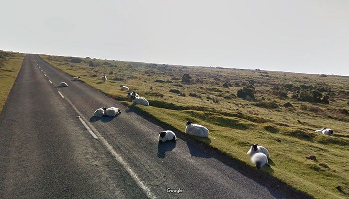37 melhores fotos de animais tiradas acidentalmente pelo Google Street View 22