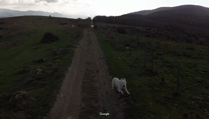37 melhores fotos de animais tiradas acidentalmente pelo Google Street View 24